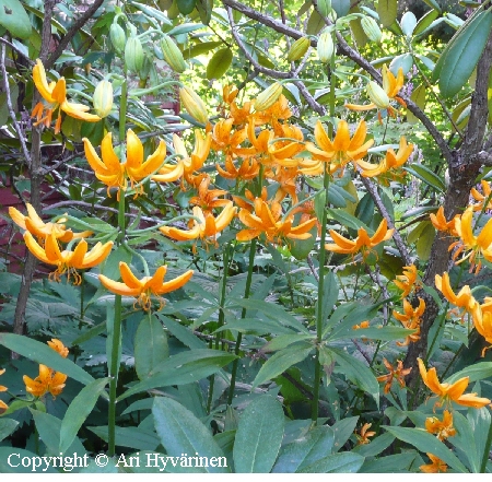  Lilium hansonii